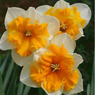 Нарцис Orangery Нарциси -фото №