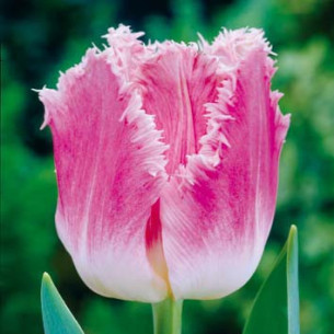 Тюльпан Dallas Бахромчатые тюльпаны -фото