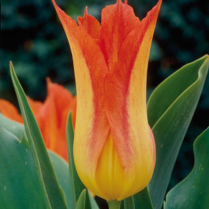 Тюльпан Lilyfire Тюльпаны -фото