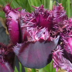 Тюльпан Black Jewel
