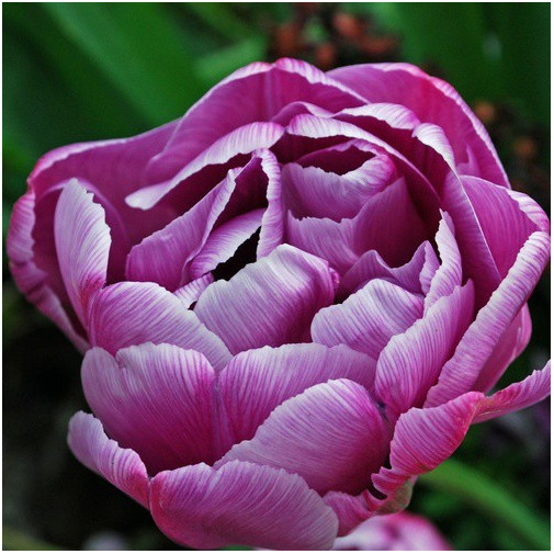 Тюльпан Lilac Perfection Тюльпани -фото №