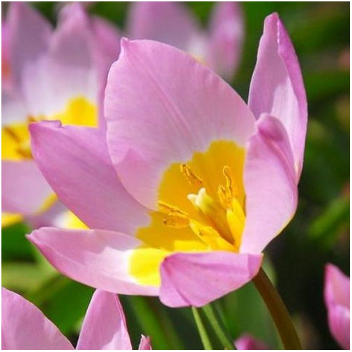 Тюльпан Lilac Wonder Тюльпани -фото №