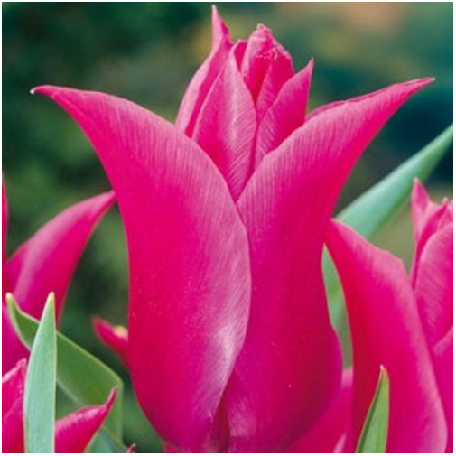 Тюльпан Lilyrosa Тюльпани -фото №