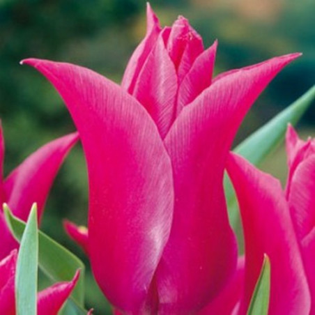 Тюльпан Lilyrosa Тюльпани -фото №