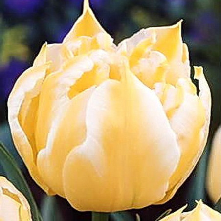 Тюльпан Monte Sweet Махрові тюльпани -фото №