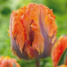 Тюльпан Orange Rococo Папужні тюльпани -фото №