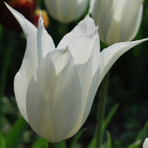 Тюльпан White Triumphator