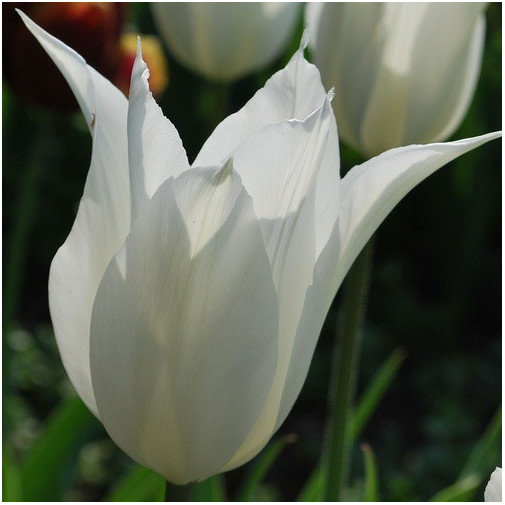 Тюльпан White Triumphator Тюльпани -фото №