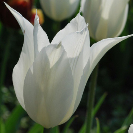 Тюльпан White Triumphator Тюльпани -фото №