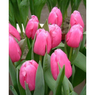 Тюльпан Jumbo Pink Тюльпаны -фото