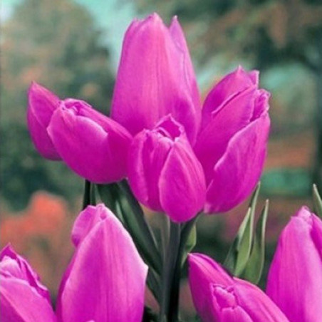 Тюльпан Purple Bouquet Тюльпани -фото №