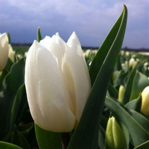 Тюльпан White prince Тюльпаны -фото