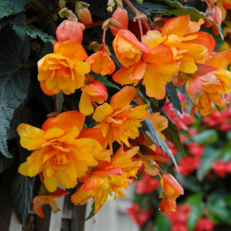 Бегонія Cascade Orange Цибулини рослин -фото №