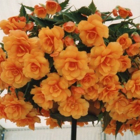 Бегонія Cascade Orange Цибулини рослин -фото №