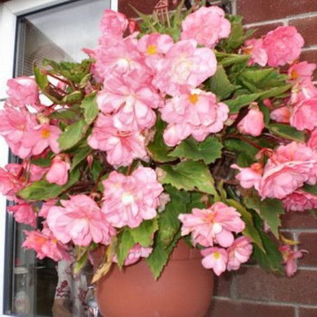 Бегонія Cascade Pink Цибулини рослин -фото №