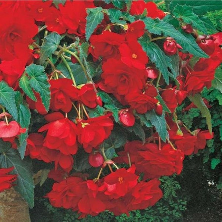 Бегонія Cascade Red Цибулини рослин -фото №