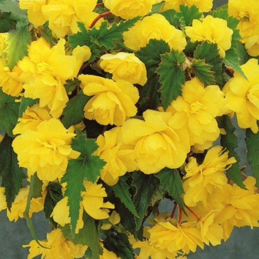 Бегонія Cascade Yellow Цибулини рослин -фото №