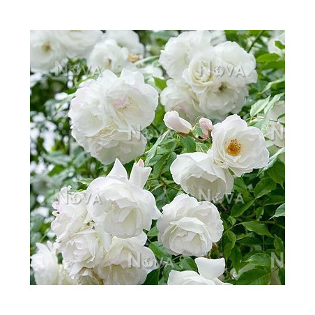 Роза Schneewittchen Розы -фото