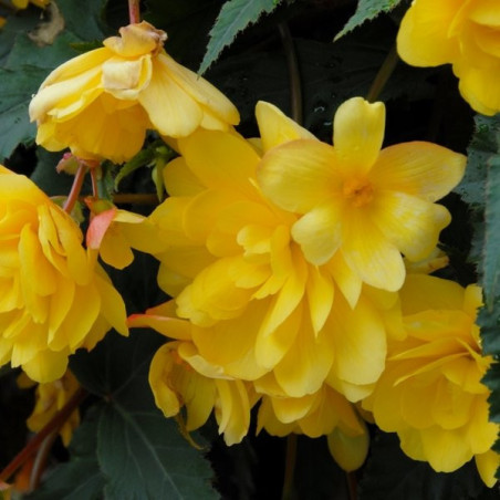 Бегонія Cascade Yellow Цибулини рослин -фото №