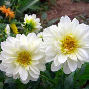 Георгин Белый дым Семена однолетних цветов -фото