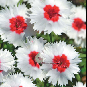 Гвоздика Карусель, китайская карлик Семена однолетних цветов -фото