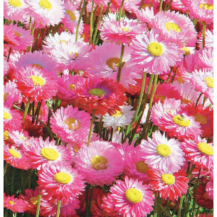 Гелиптерум розеум Гулливер, смесь Семена однолетних цветов -фото