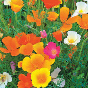 Эшольция Калифорния, смесь Семена однолетних цветов -фото