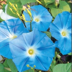 Ипомея Небесно-синий Семена однолетних цветов -фото