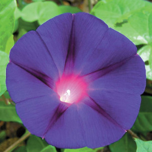 Ипомея Пурпурно-черная Семена однолетних цветов -фото