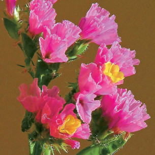 Кермек (статике) Американ Бьюти, розовый Семена однолетних цветов -фото