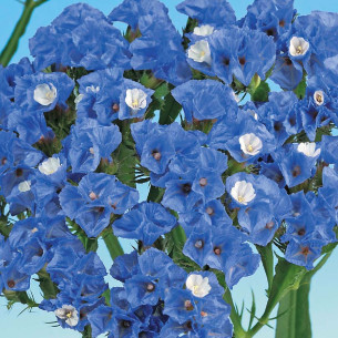Кермек (статике) Голубая Север, голубой Семена однолетних цветов -фото