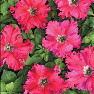 Петунія великоквіткова Афродіта F1, рожева Семена однолетних цветов -фото №