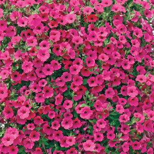 Петуния Вельвет Парпл F1 Семена однолетних цветов -фото