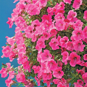 Петуния Вельвет Роуз Вейн F1 Семена однолетних цветов -фото