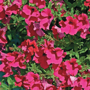 Петуния Даймонд Парпл F1 Семена однолетних цветов -фото