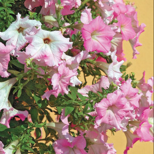 Петуния Даймонд Жемчуг Шейдз F1 Семена однолетних цветов -фото