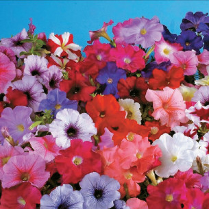 Петуния Ламбада F1, смесь Семена однолетних цветов -фото