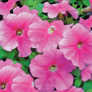 Петуния Розовая с прожилками F1 Семена однолетних цветов -фото