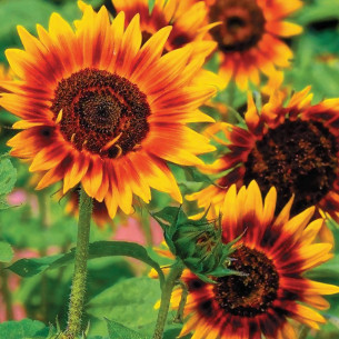 Подсолнечник Красное Солнце (семена) Семена однолетних цветов -фото