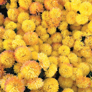 Хризантема Голден Бол (насіння) Семена однолетних цветов -фото №