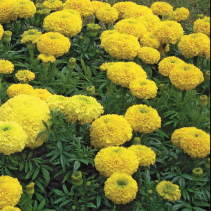 Бархатцы Купидон, желтые Семена однолетних цветов -фото