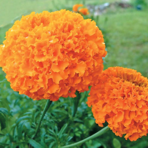 Бархатцы Купидон, оранжевые Семена однолетних цветов -фото №