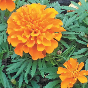 Бархатцы Мандарин Семена однолетних цветов -фото