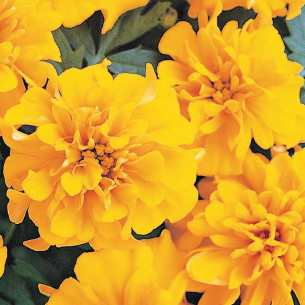 Бархатцы Солнце Кармен Семена однолетних цветов -фото