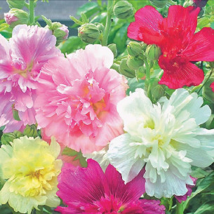 Шток-роза Королевская, смесь Семена однолетних цветов -фото