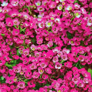 Алиссум Пасхальная Шляпа, розовый Семена однолетних цветов -фото