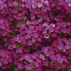 Алиссум Прозрачные кристаллы, пурпурный Семена однолетних цветов -фото №