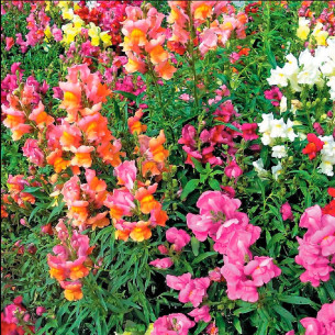 Антиринум Кимоси, смесь Семена однолетних цветов -фото
