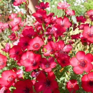 Лен крупноцветковый, красный Семена однолетних цветов -фото