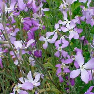 Маттиола бикорнис Вечерний Аромат Семена однолетних цветов -фото